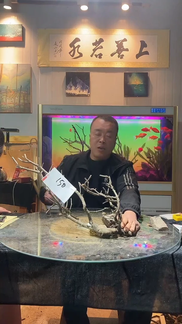 150号天然黄栎木适合60-70缸用