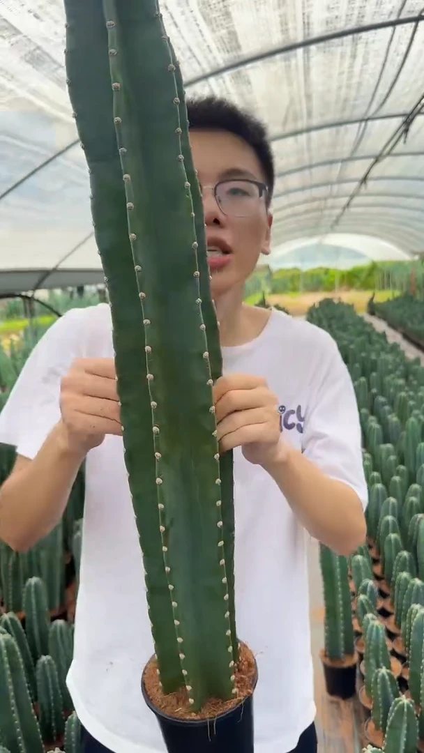 【带根】50cm+量天尺 不指定带花苞