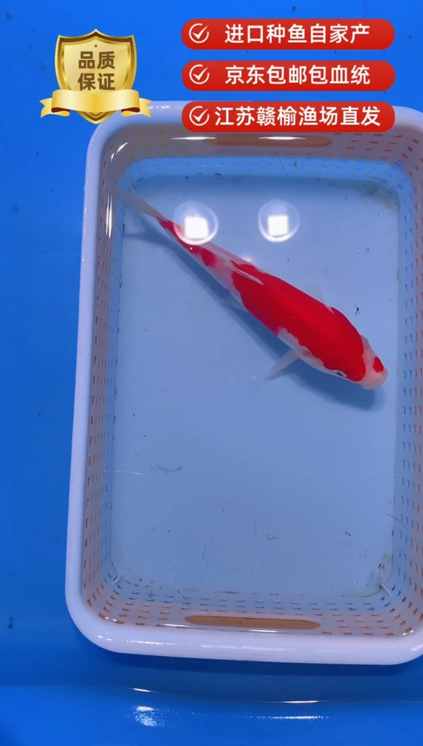 锦鲤血统锦鲤观赏鱼好养活