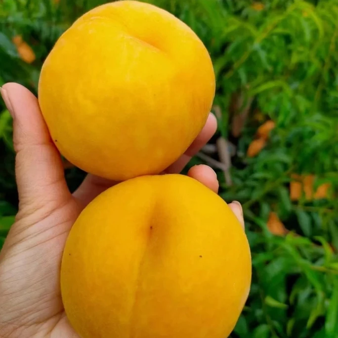 河南信阳锦绣黄桃新鲜应季水果香甜多汁毛桃现摘现发