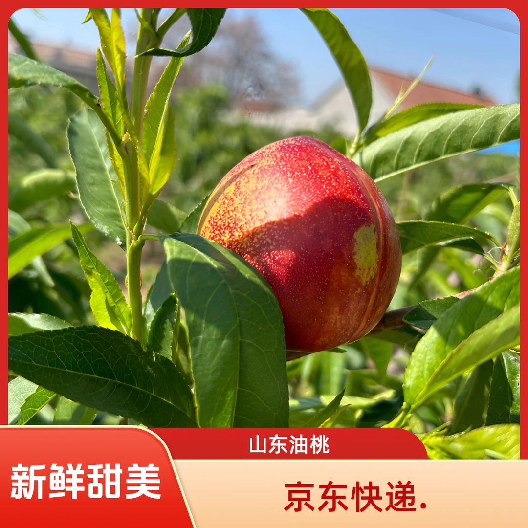山东露天头茬麻点黄心油桃.（.京东快递）