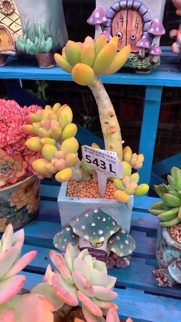 543L    金蝉