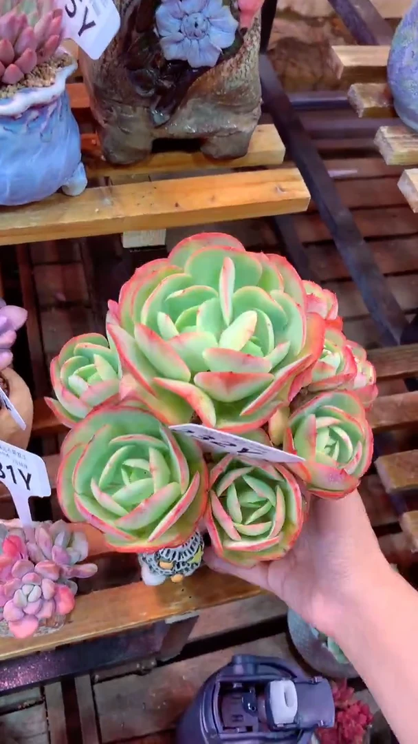 232Y（一物一拍实付满28发货，默认不带盆土）