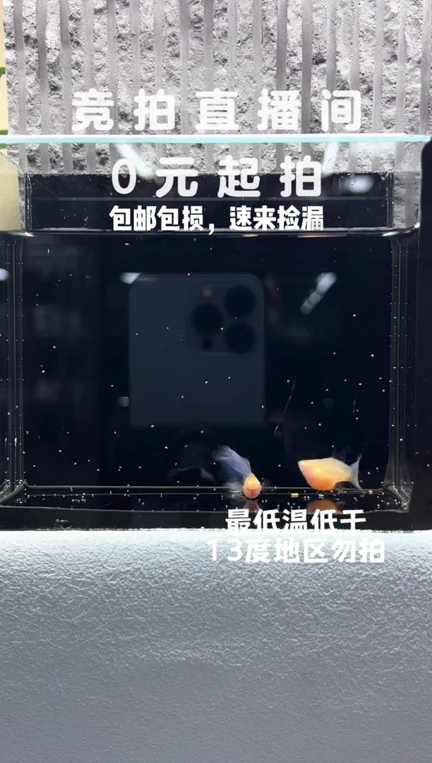 孔雀鱼蓝白玻璃球一对编号94