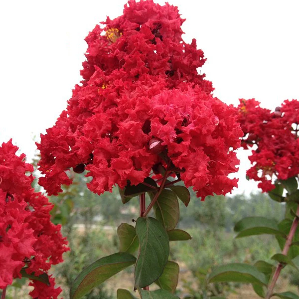 美国红火箭天鹅绒紫薇树苗庭院开花植物丛生红花紫薇