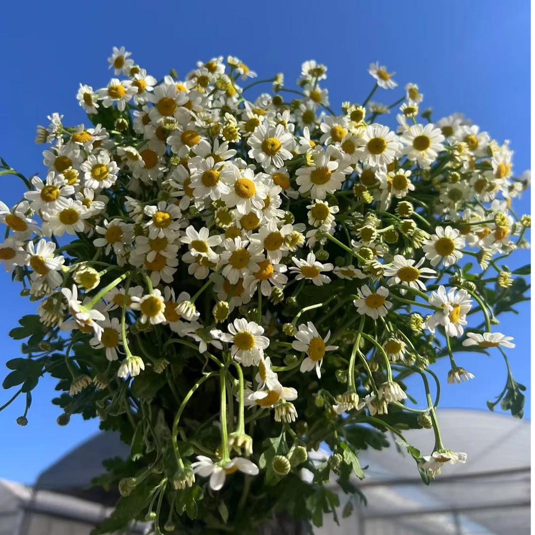 【洋甘菊】家用水养鲜花配花鲜切花小清新百搭--云南基地直发