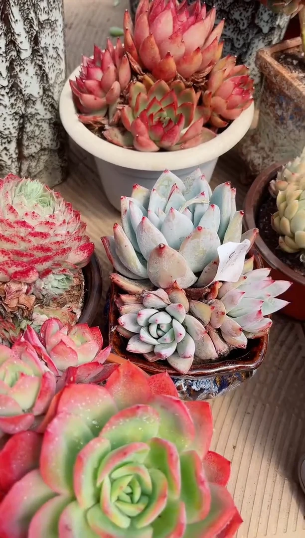 【闪购商品】05450