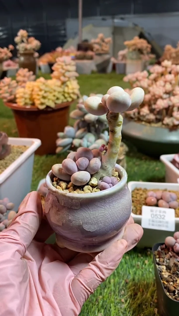 【闪购商品】0535a