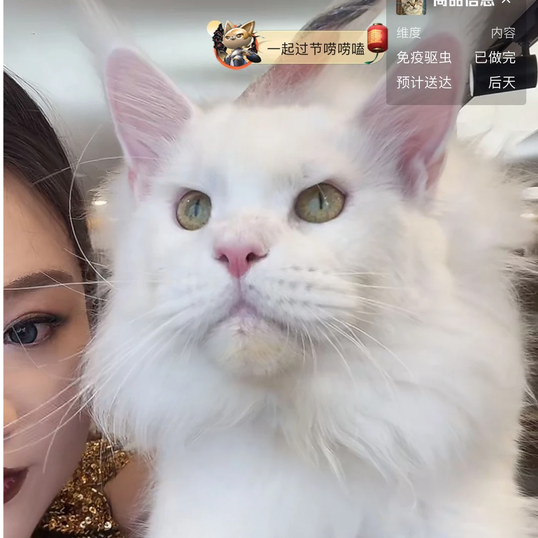 来了姊妹-纯白缅因-弟弟-97