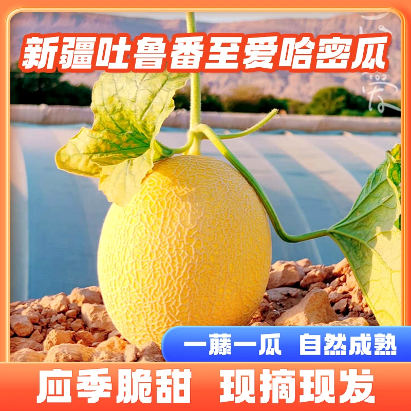 新疆吐鲁番 至爱 哈密瓜  国货之光 脆口爆甜多汁 小金蛋蜜瓜