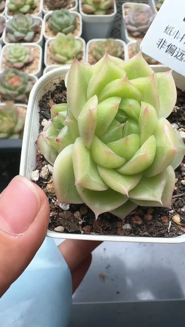 403D云禹多肉植物 带盆土纸巾打包 3颗包邮