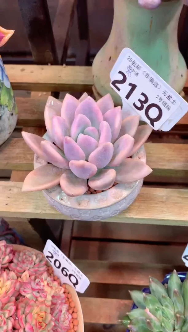 213Q（一物一拍，精品多肉，所见即所得 ）