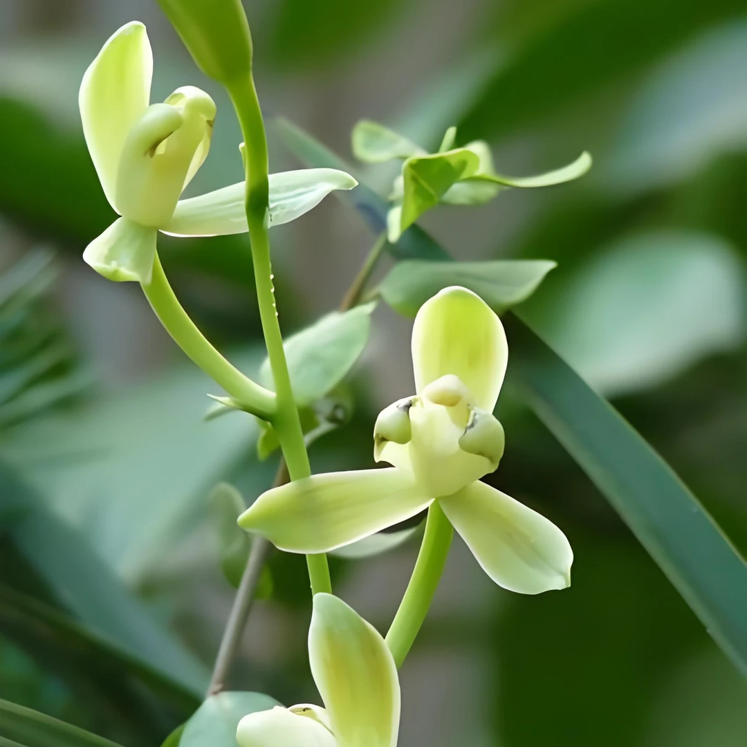 【裸根带花剑】建兰铁骨素梅兰花 3-5株苗开花浓香型花期7-11月