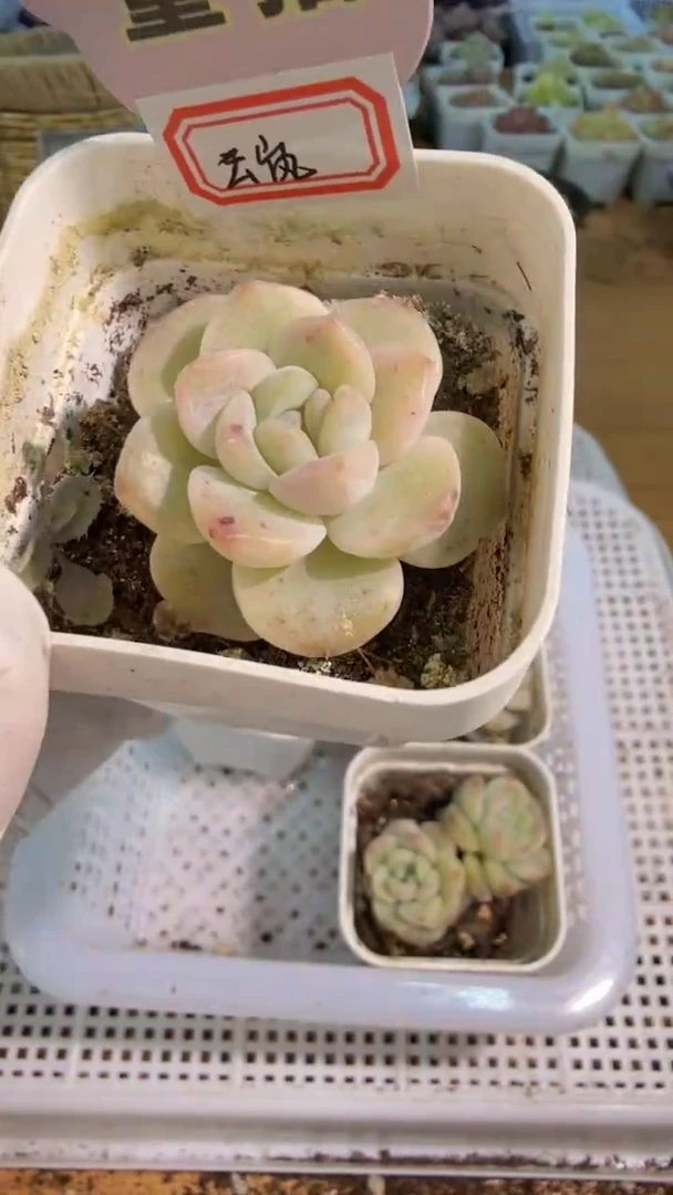 云岚五方一盆 单双混 量拍混发