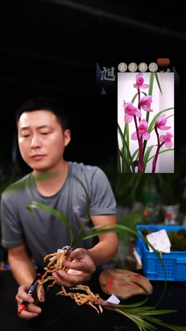 当前无花栽培后可以开花与**行莲瓣兰福临门单苗带芽（一物一拍）