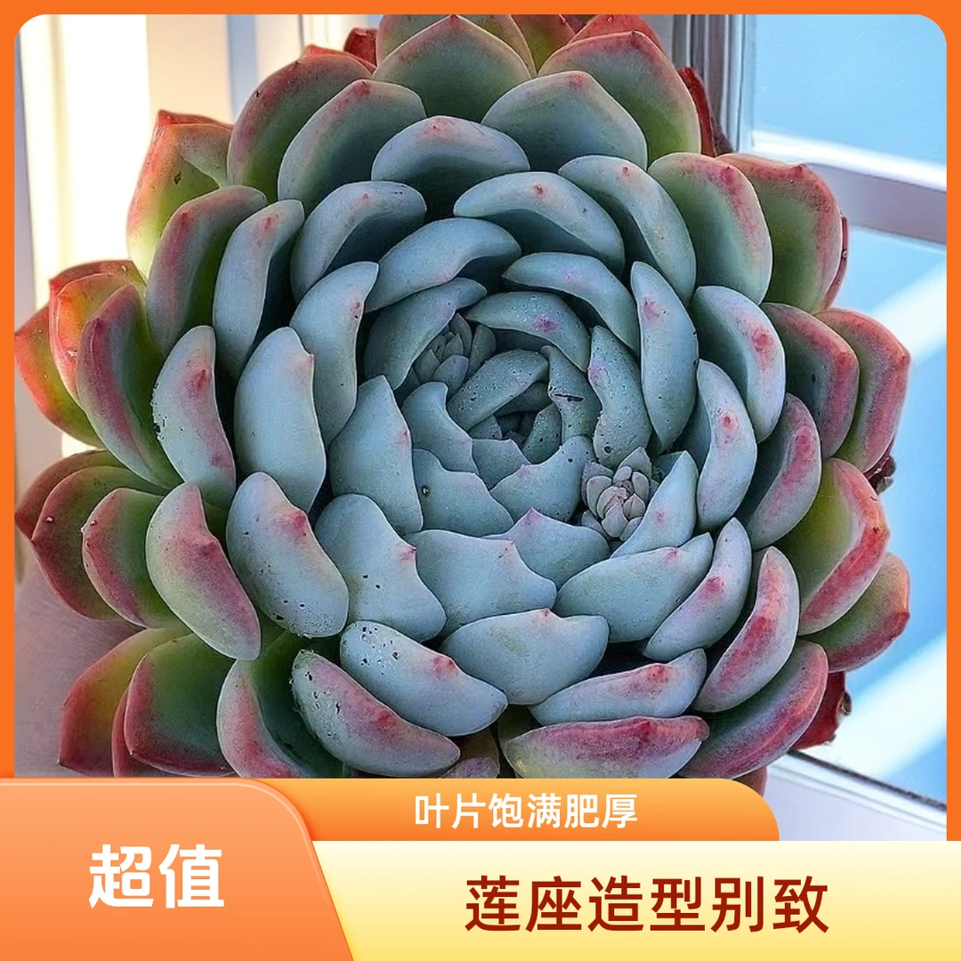 莎莎女王  多肉植物盆栽 满19包邮 好养易活