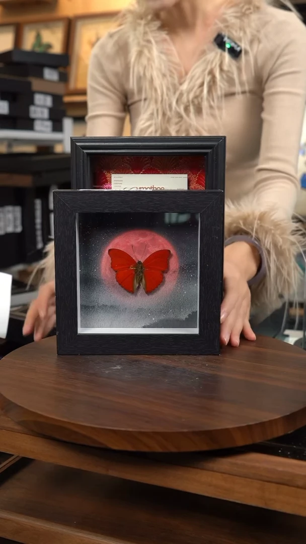 血漪蛱蝶6寸黑色方框红日款