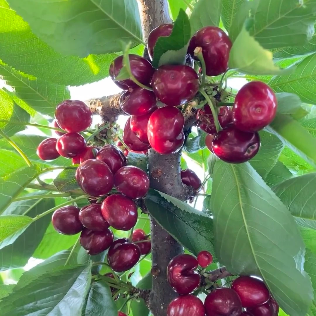 【拍一发二】车厘子大樱桃苗南北方种植盆栽地栽苗S1
