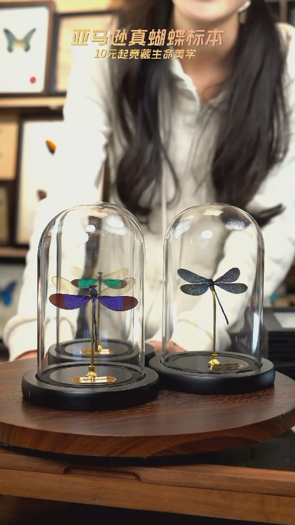 卡普色蟌小号玻璃罩