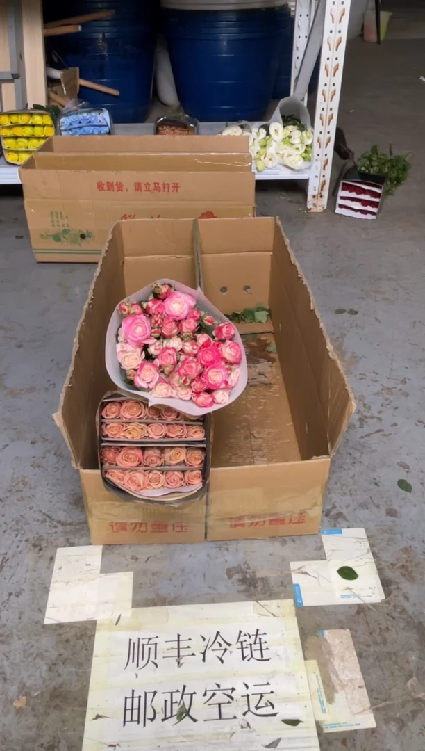 短腿卡布20枝（约40厘米）+折射10枝