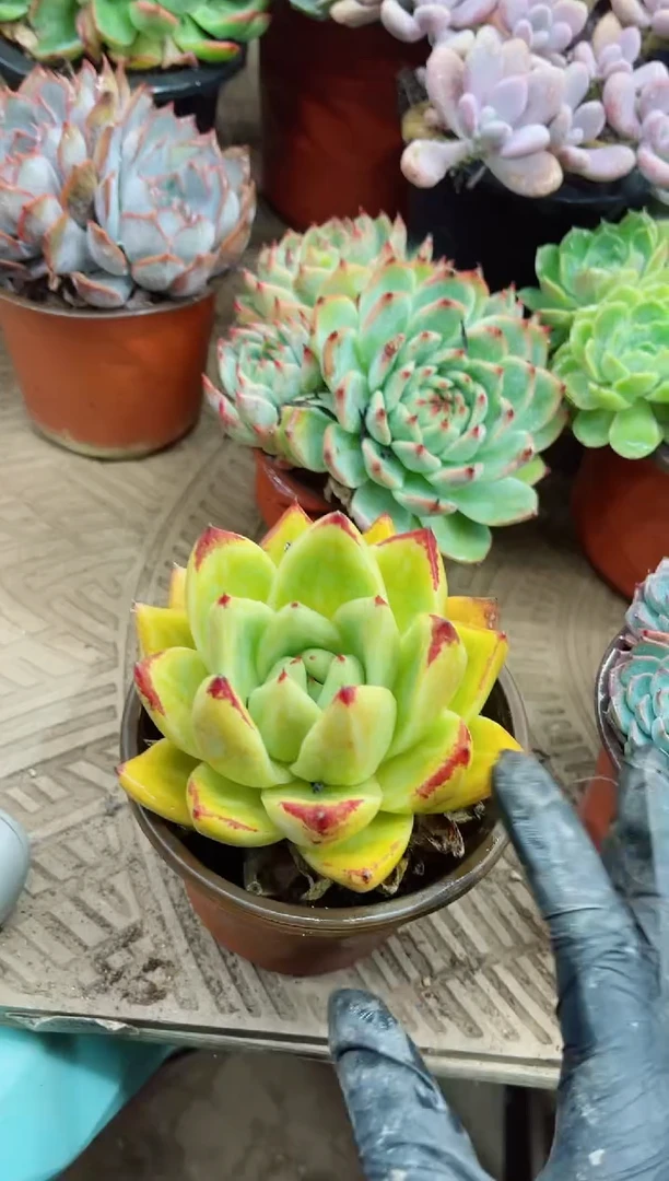 暖****)15028多肉植物一物一拍