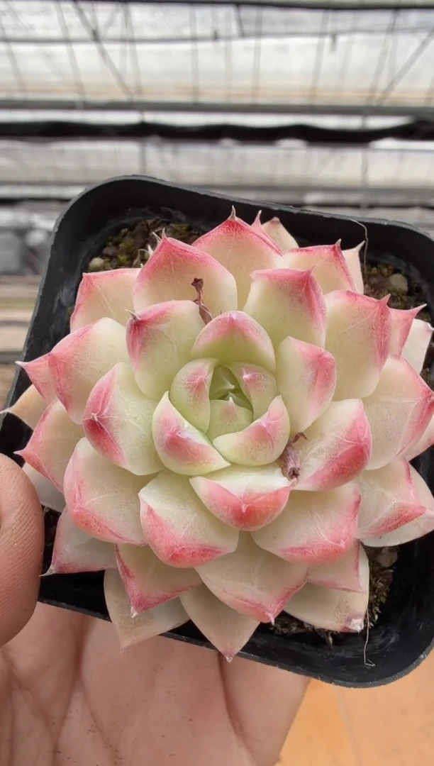 东云多肉园二店-175