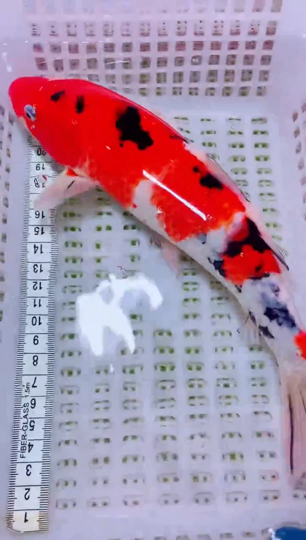 锦鲤血统锦鲤全场包邮16