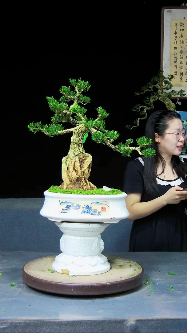 无花朵雀舌黄杨盆景艺术