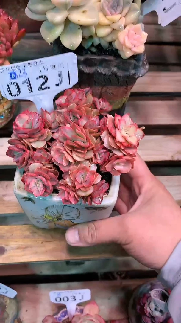【闪购商品】012JJJ