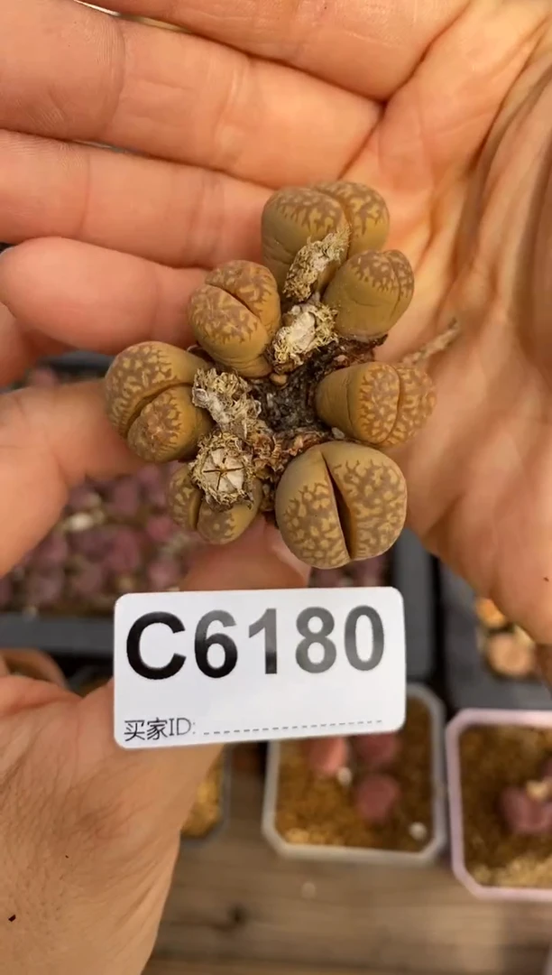 6180直播一物一拍