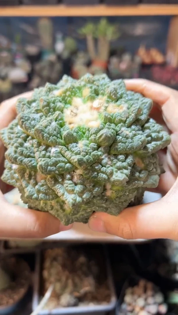 【闪购商品】晚33号苗接龙角龟甲爆尤12公分