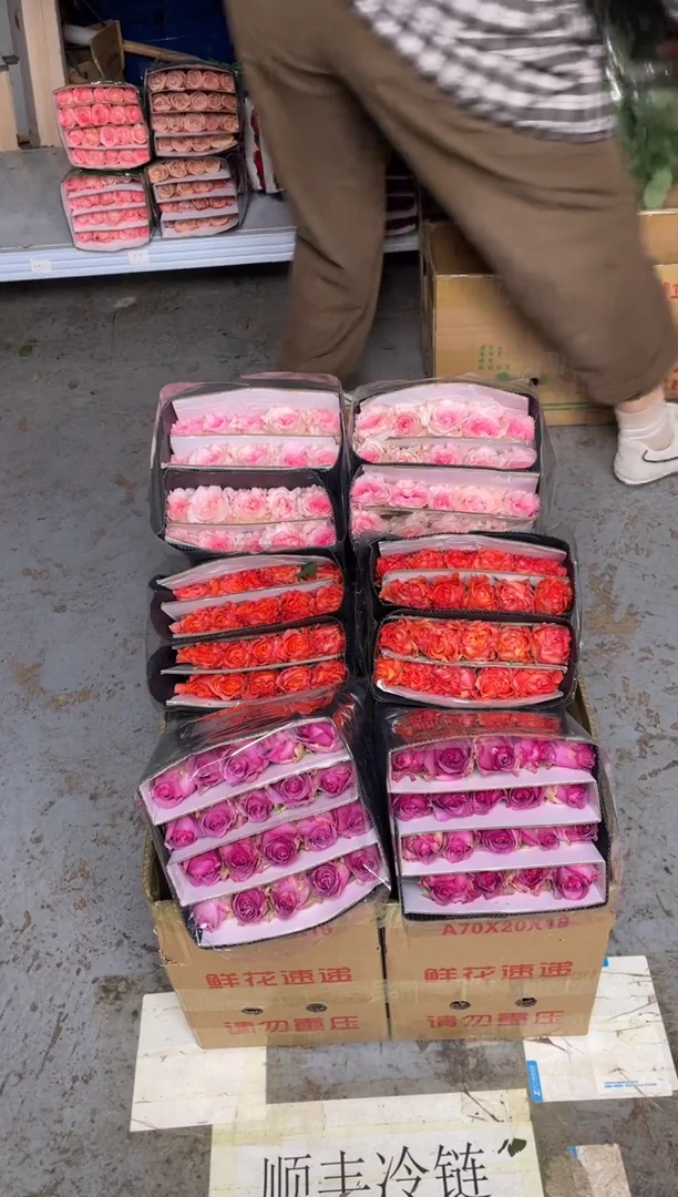 冷美人20枝+火灵鸟20枝+洛神20枝