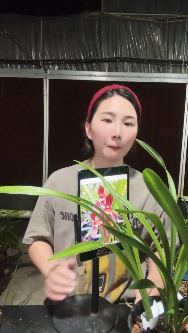 无花朵富贵红荷3苗
