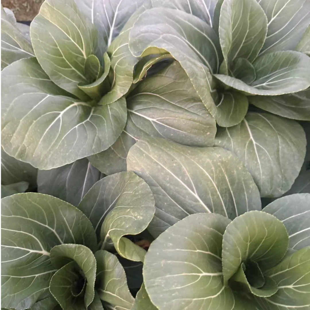 [山城夏姐]江西农家新鲜露天种植大白菜时令蔬菜