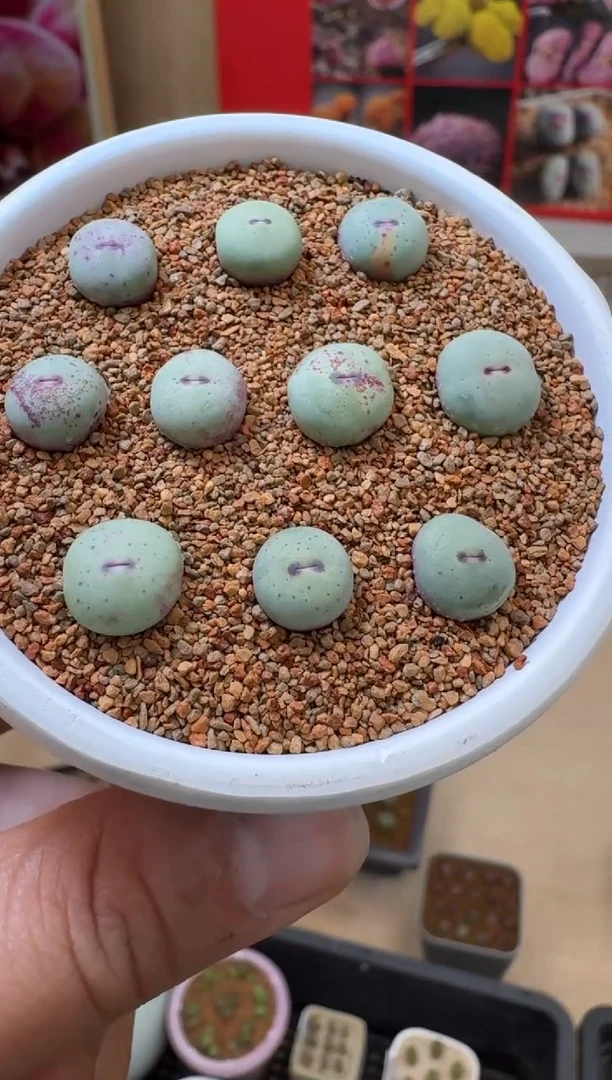 【闪购商品】19-31·PV1014一颗