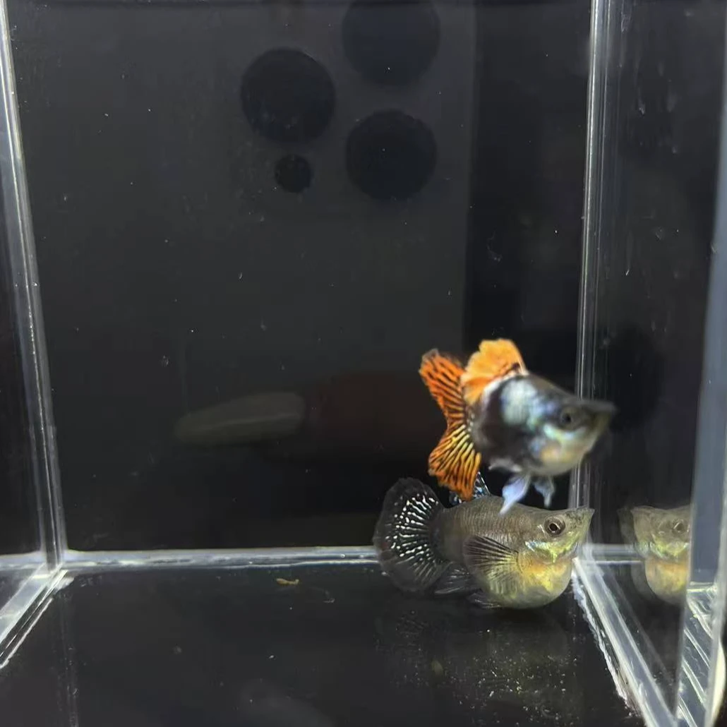 精品球体龙鳞球孔雀鱼-以直播间为准（签收两小时内无视频不报损）