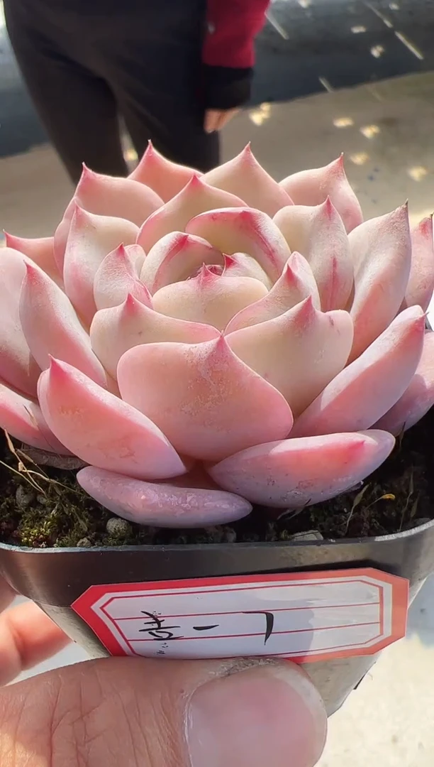 【闪购商品】吉光梦-7