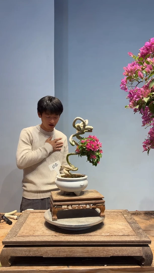 以实际为准Z****气三角梅4