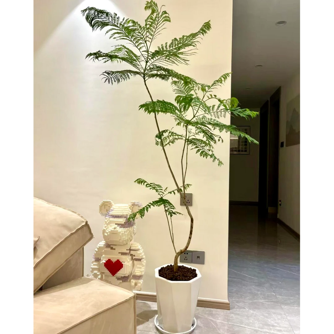 网红蓝花楹绿植极简风大型室内客厅卧室落地轻奢风净化空气植物