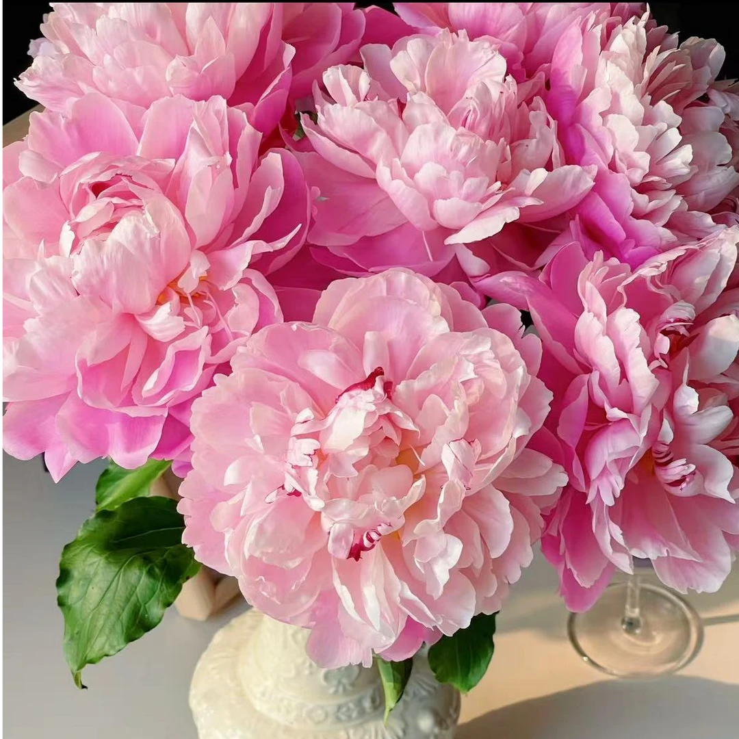 【现货-粉菱红花】A级粉菱红花家用鲜花芍药鲜花芍药