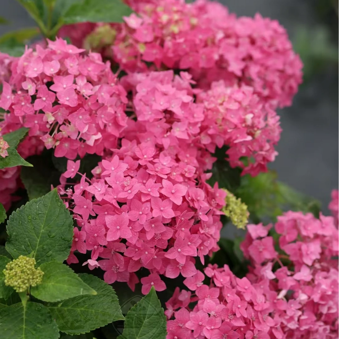 五代无尽夏 红色 5加仑（焦） 半开花发货  大花绣球 花卉盆栽