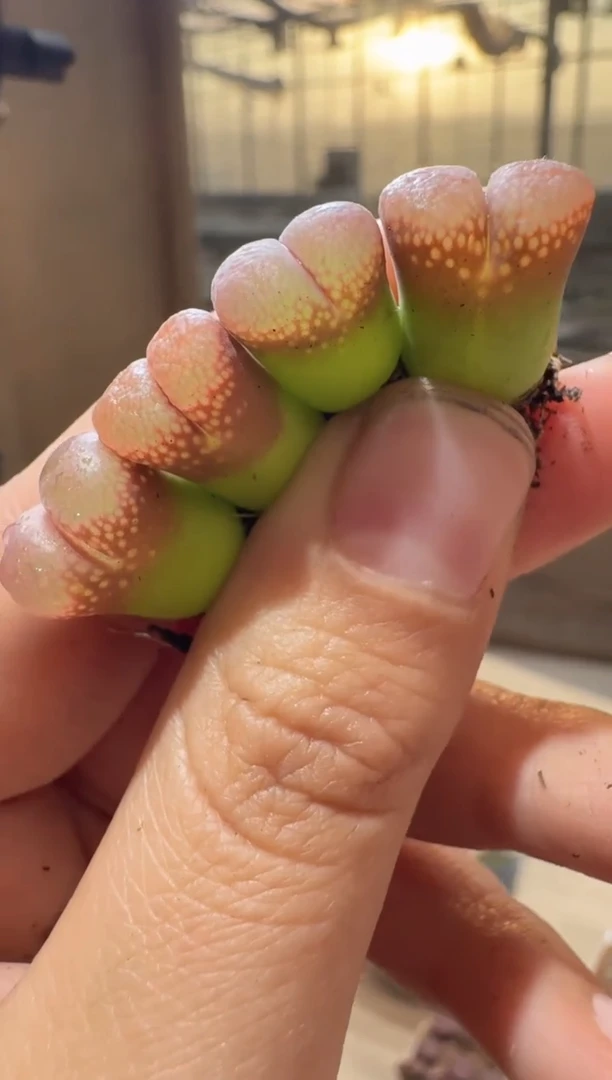 45多肉植物肉锥风铃一颗