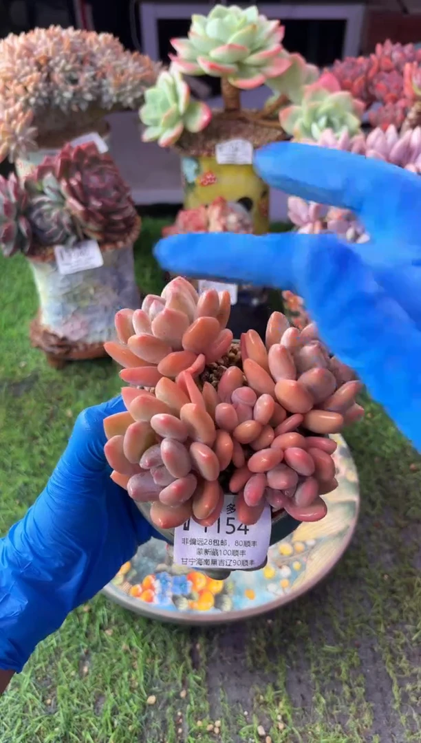 昆明印象多肉1154