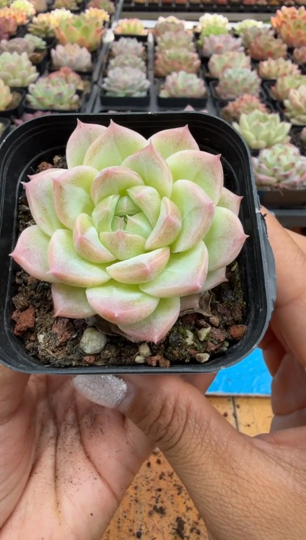 东云多肉园二店-153