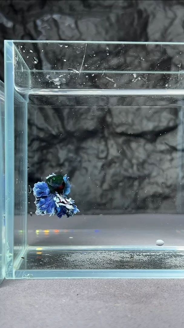 斗鱼竞拍链接A085