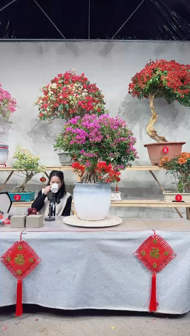 【闪购商品】盆景巴西紫