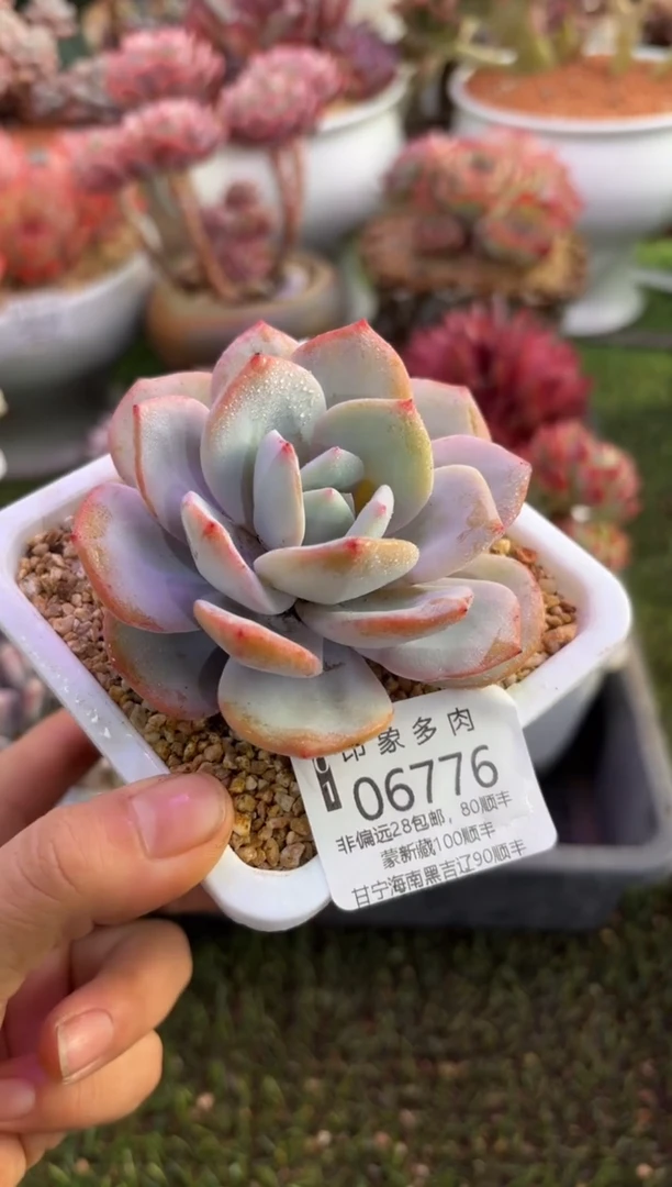 【闪购商品】06776