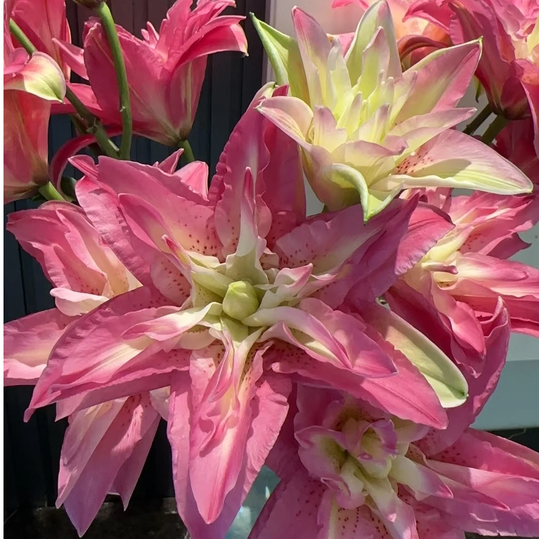 宝莲灯重瓣百合 粉红色百合 一头4支4朵 批发花店摆地摊一手货源