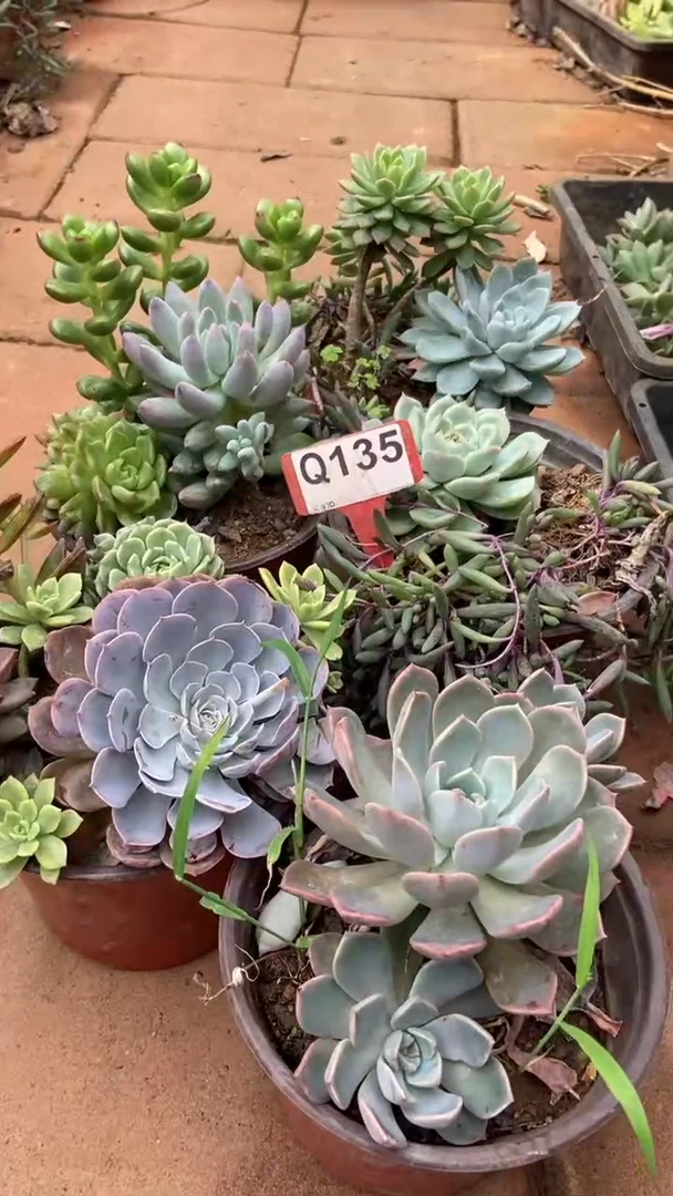 Q135多肉组合默认脱土发货