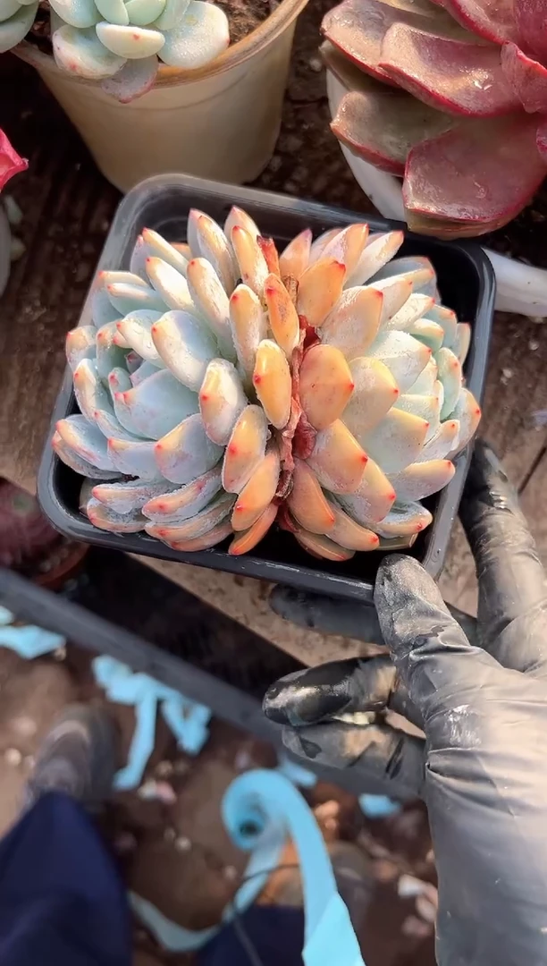 今****˗多肉植物一物一拍26248